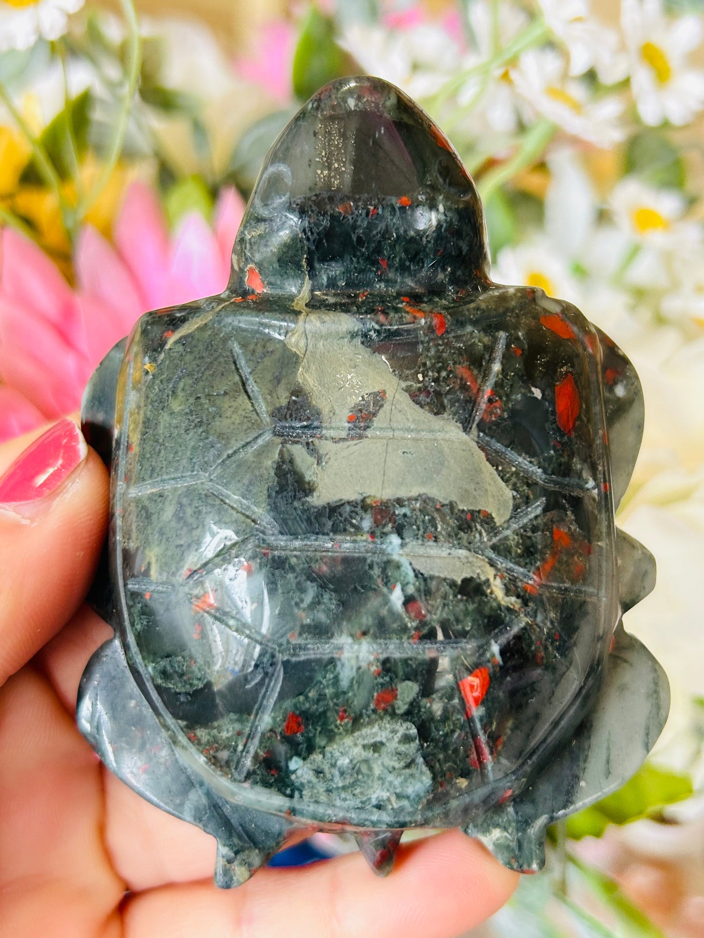 African bloodstone turtle