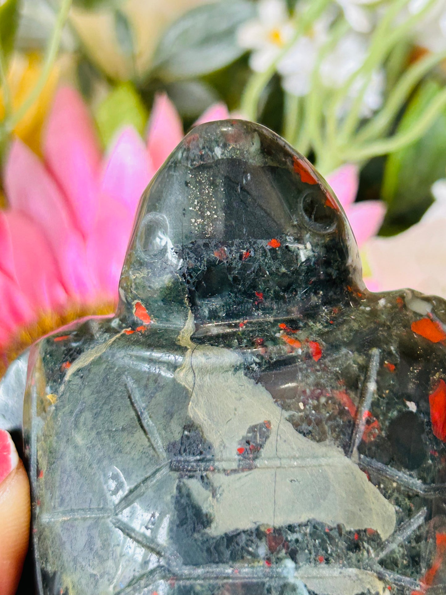 African bloodstone turtle