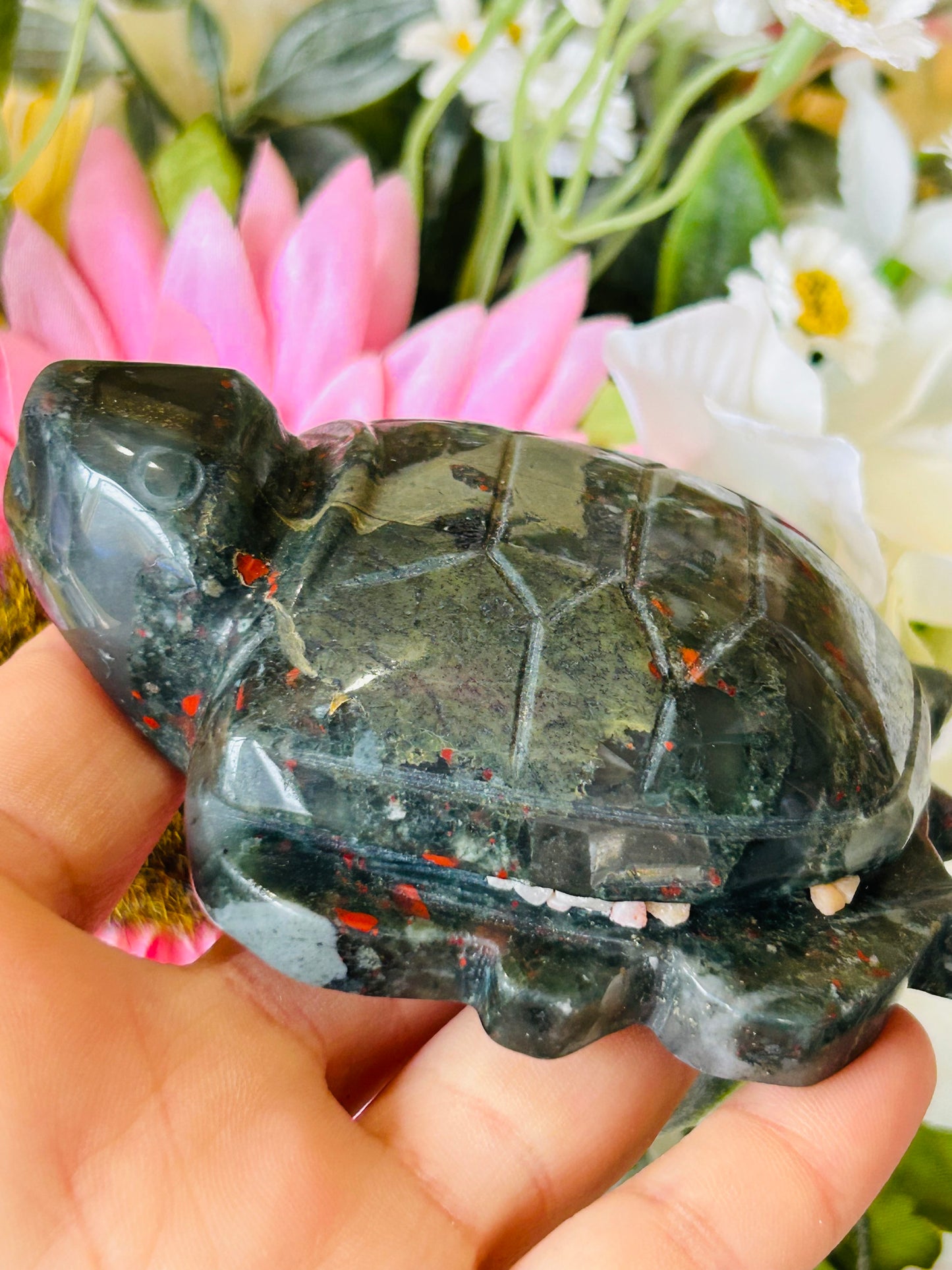 African bloodstone turtle