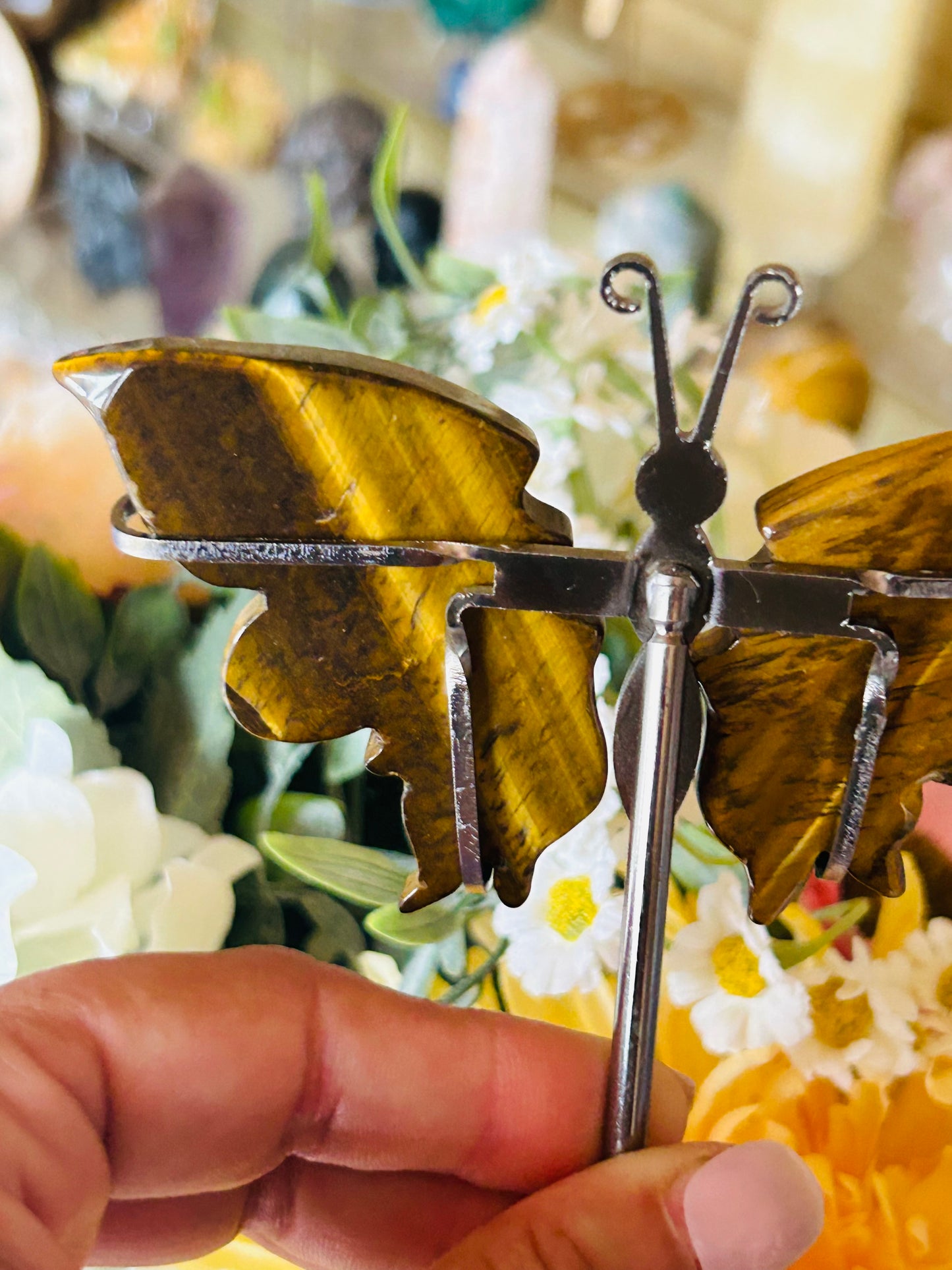Tigers eye butterfly