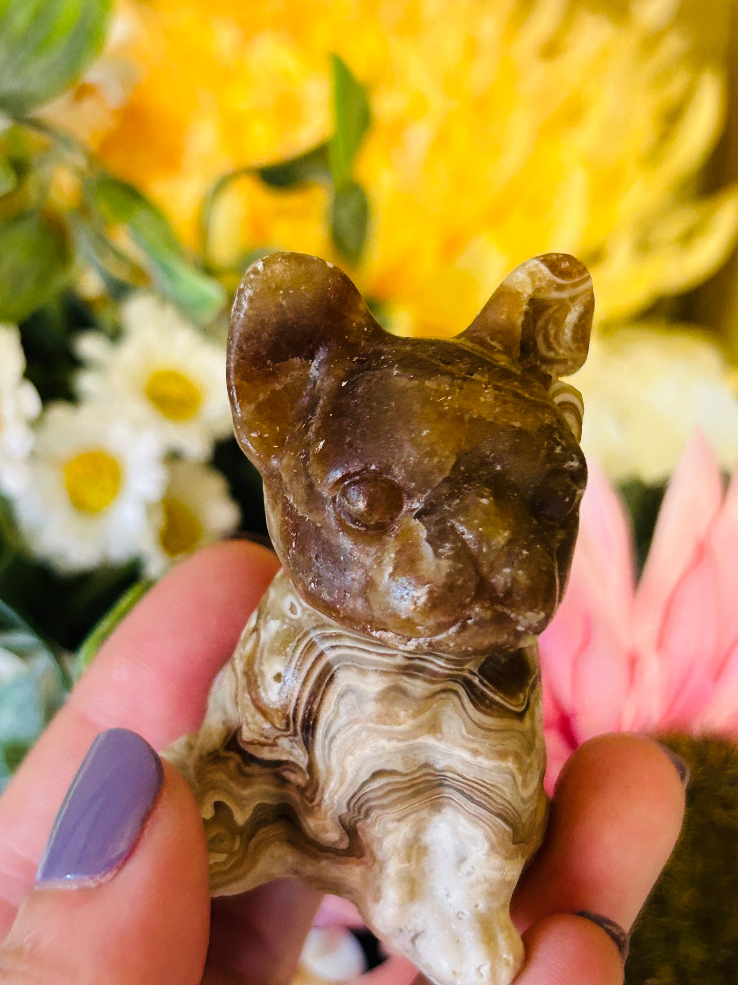 Chocolate calcite Frenchie