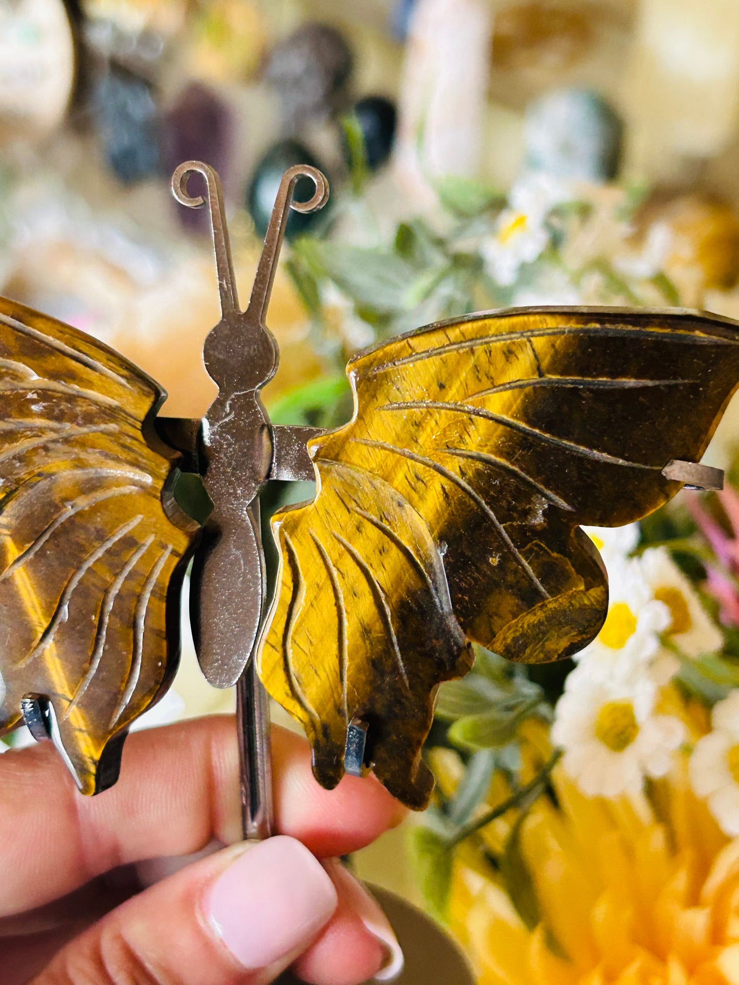 Tigers eye butterfly