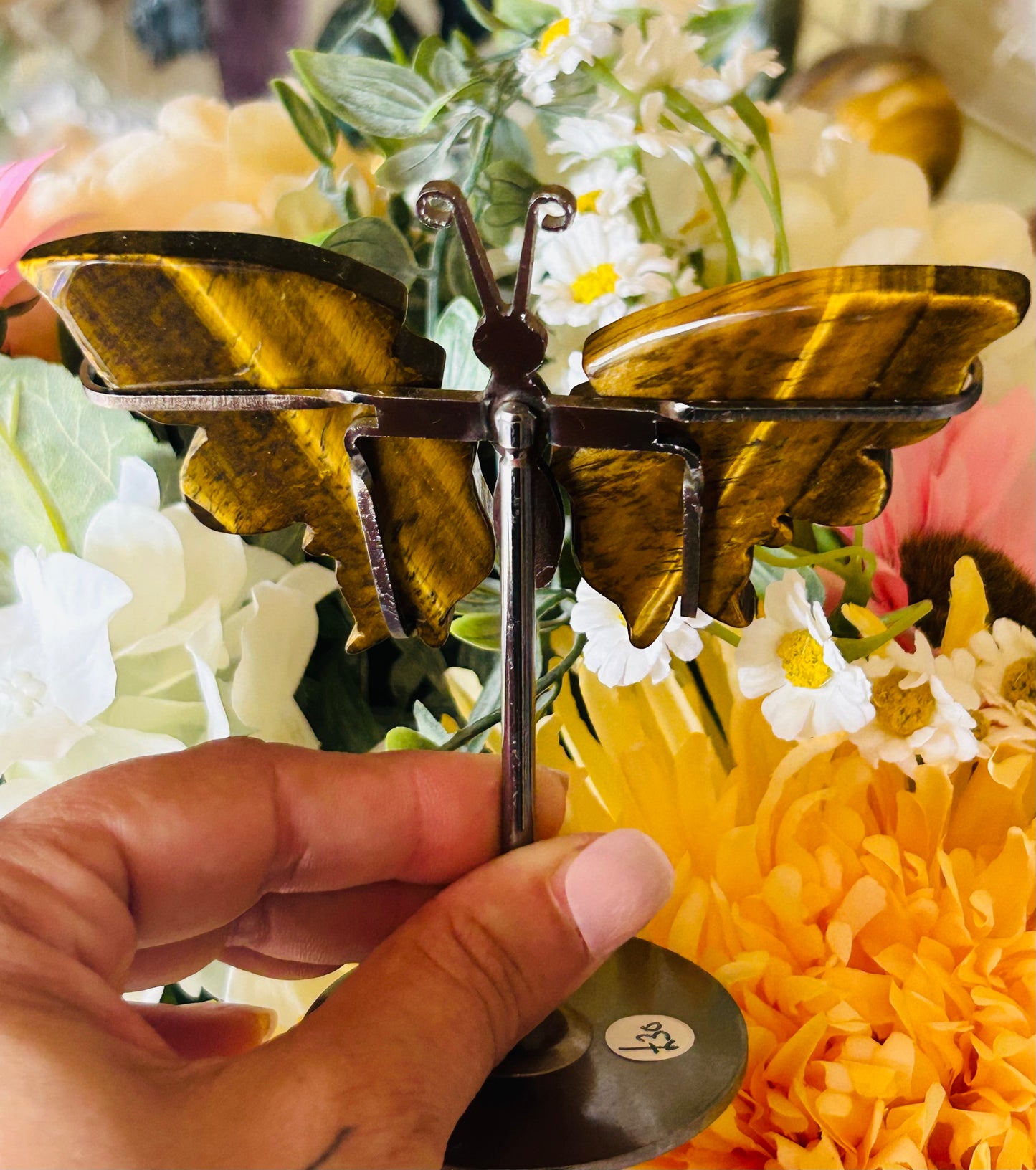 Tigers eye butterfly