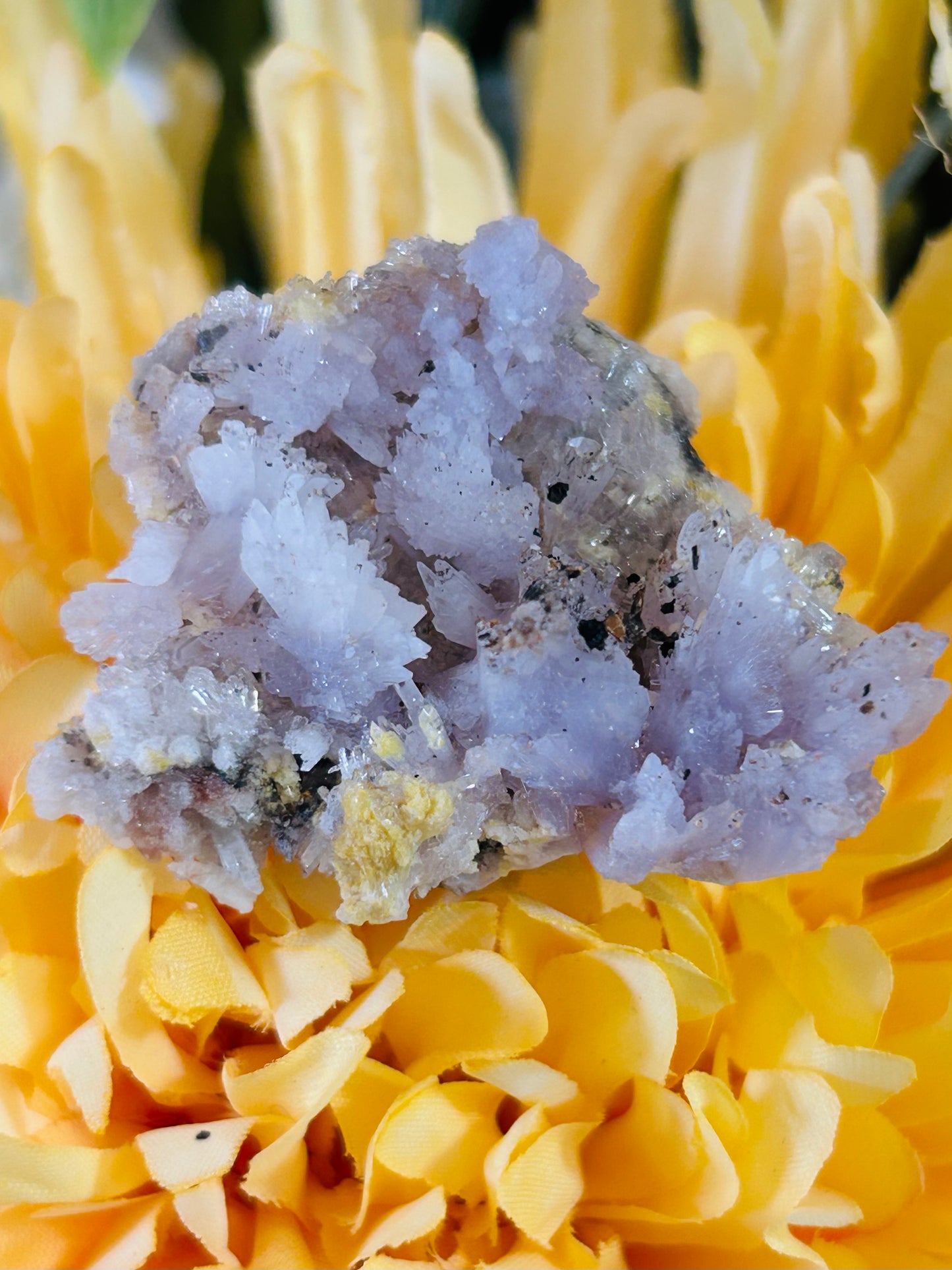 Purple creedite