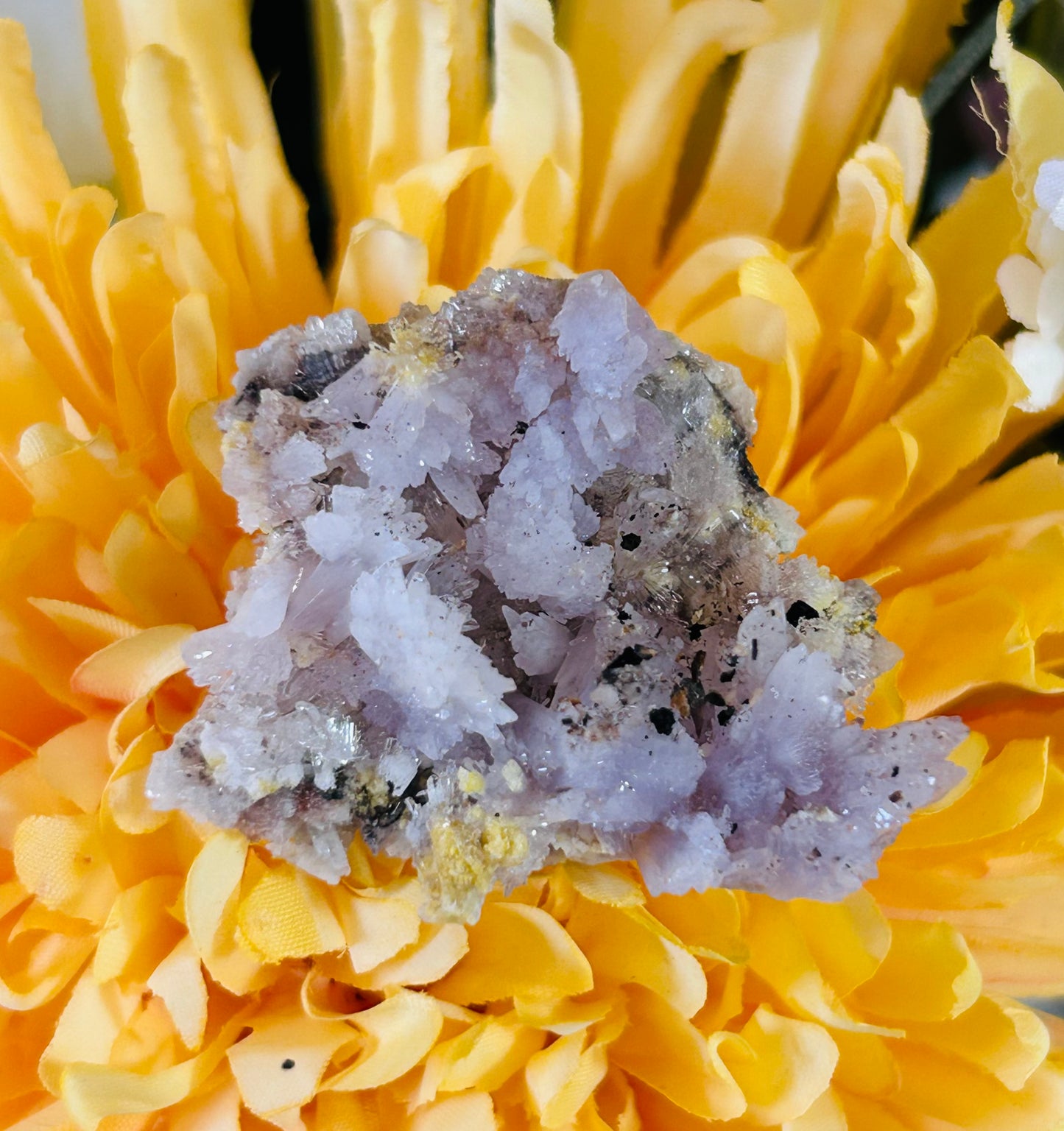 Purple creedite