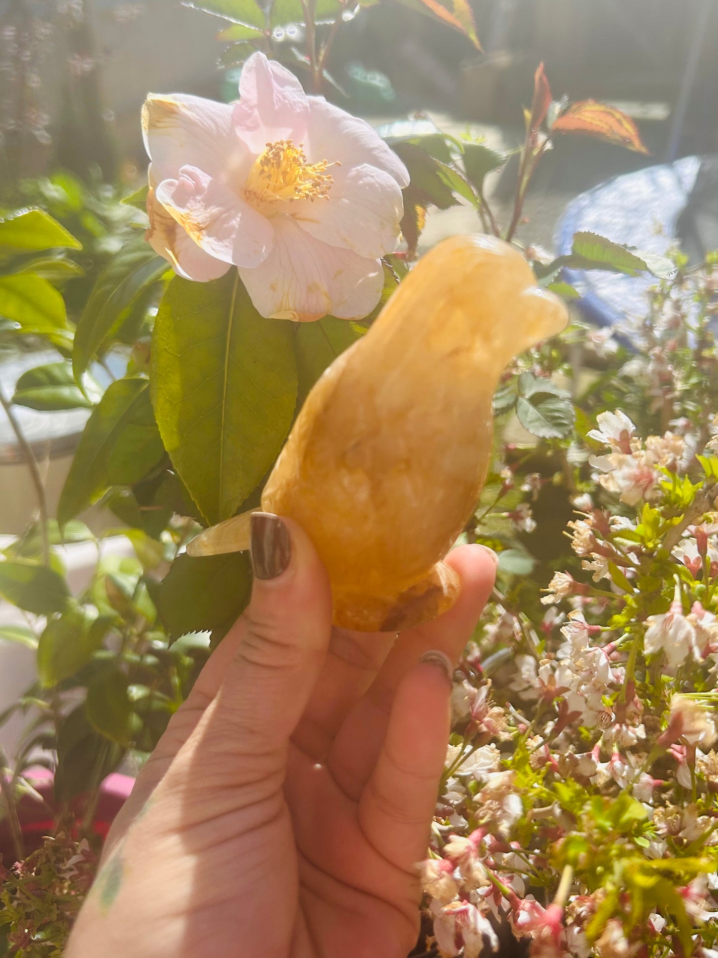 Golden healer bird