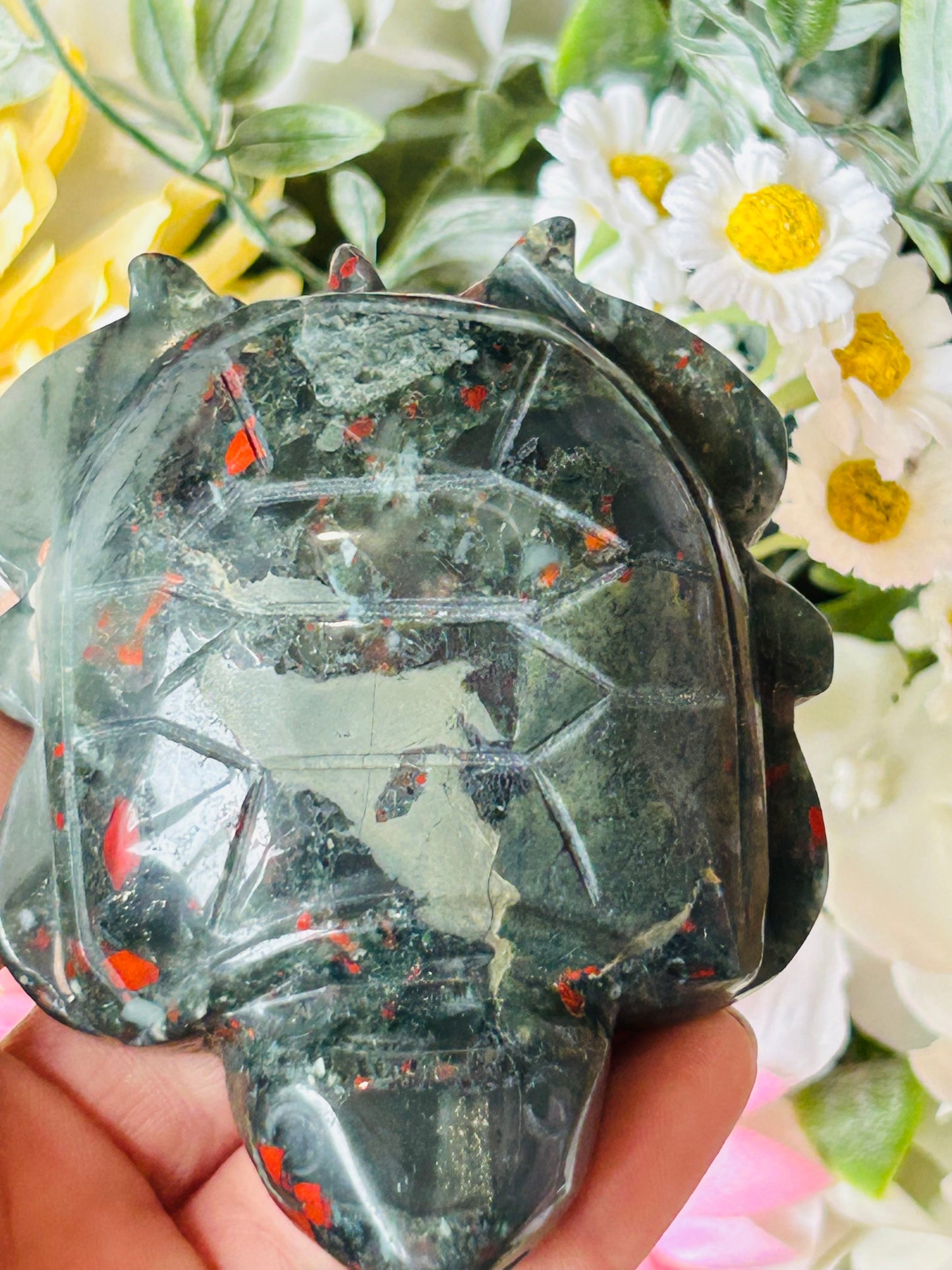 African bloodstone turtle