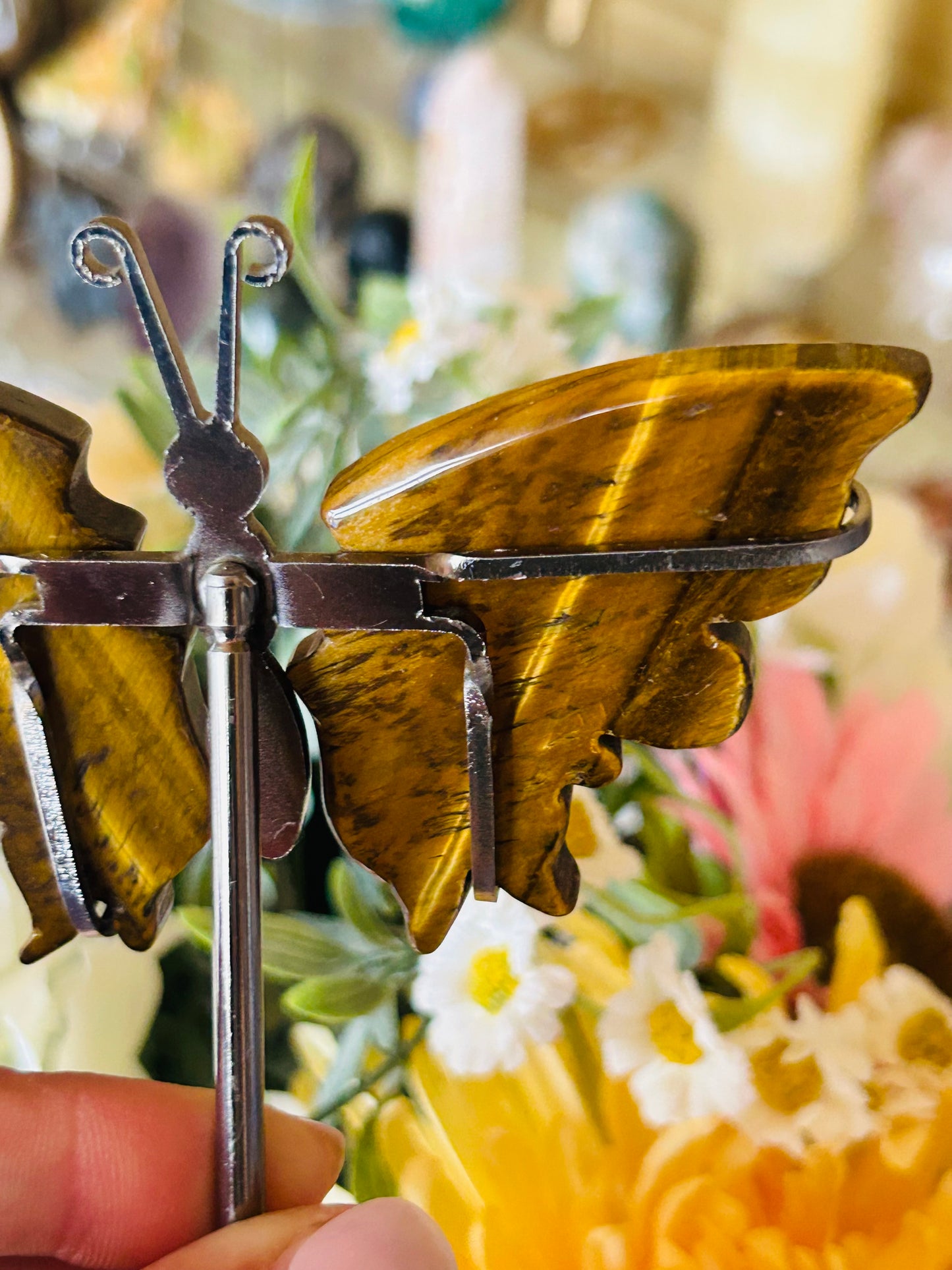 Tigers eye butterfly