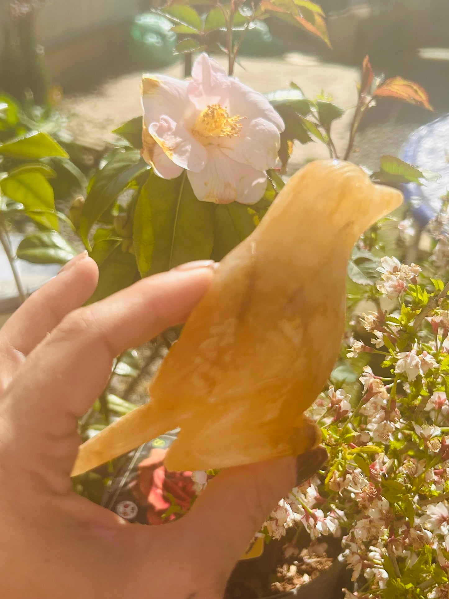 Golden healer bird