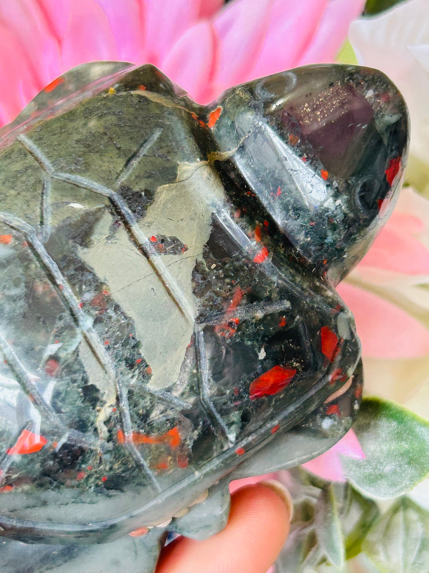 African bloodstone turtle