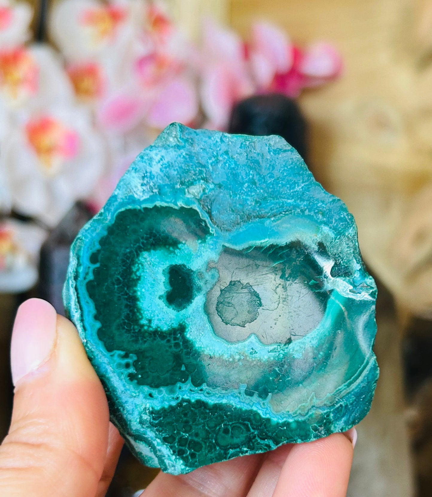 Malacolla