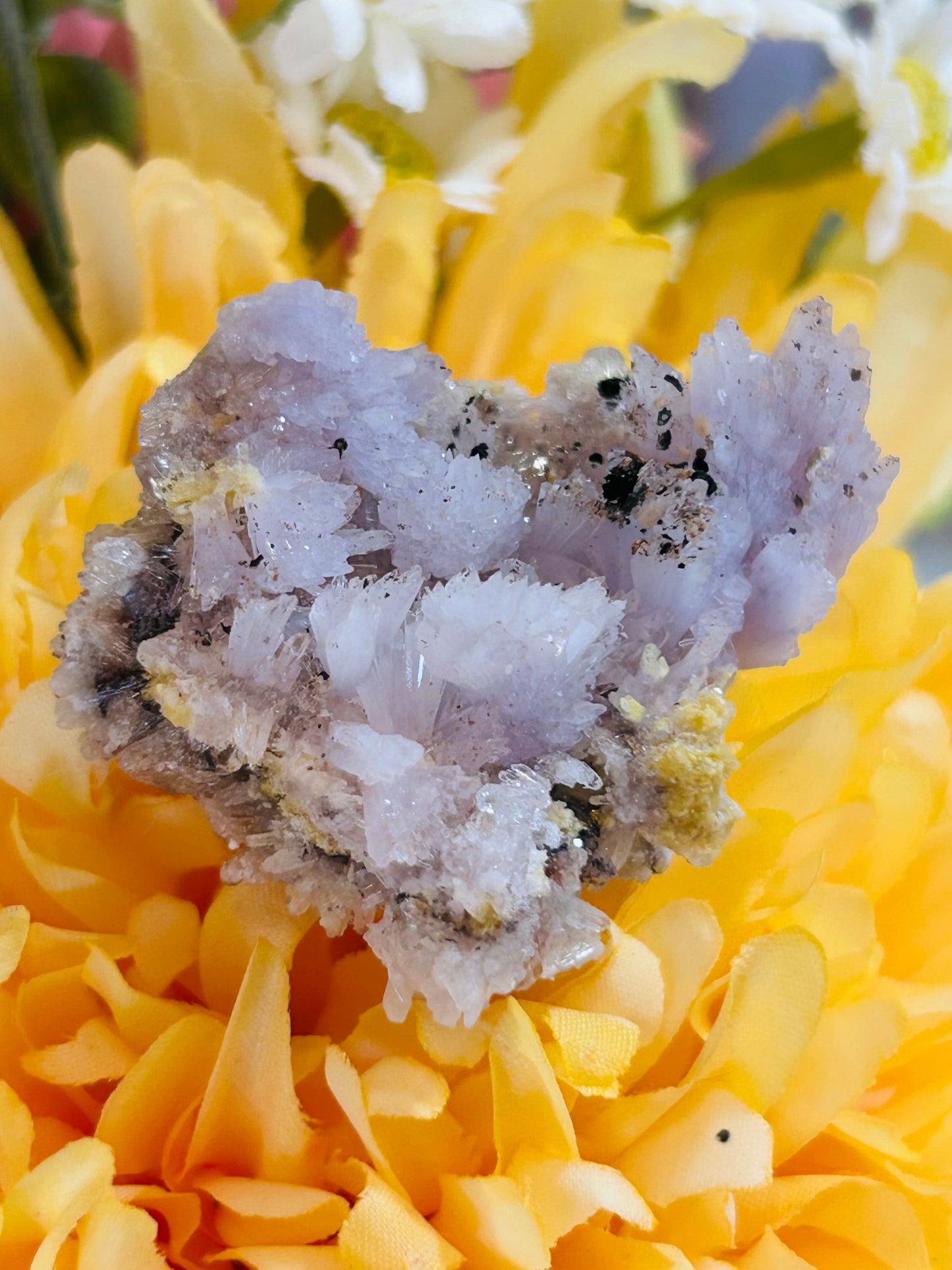 Purple creedite