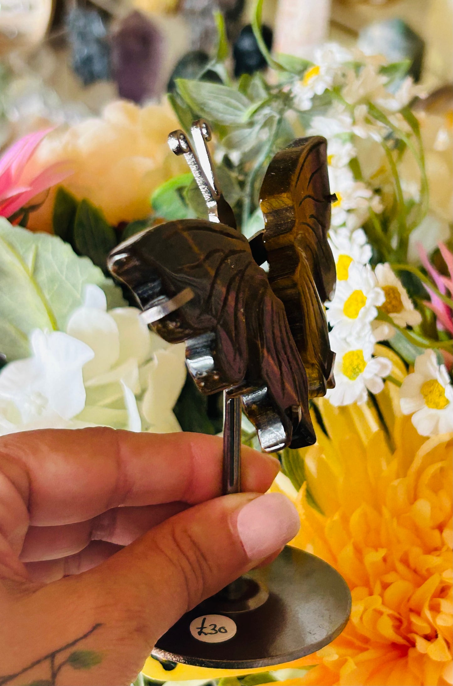 Tigers eye butterfly
