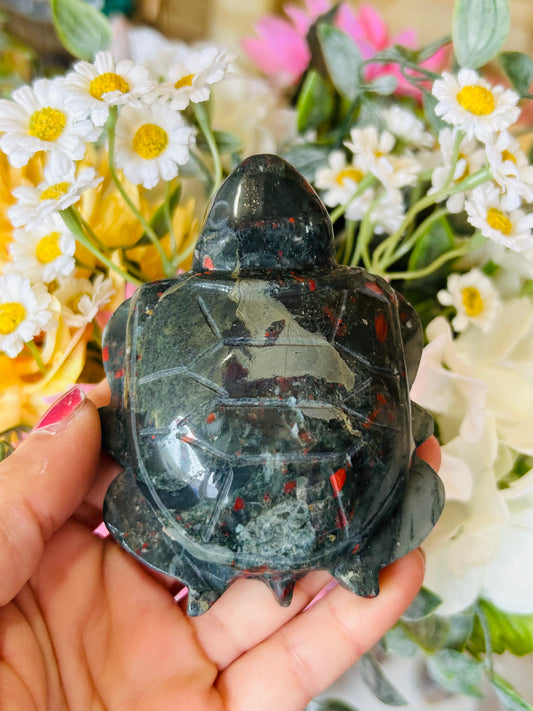 African bloodstone turtle