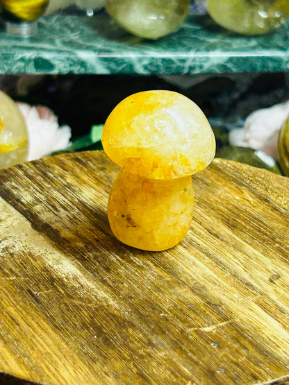 Golden healer mushroom