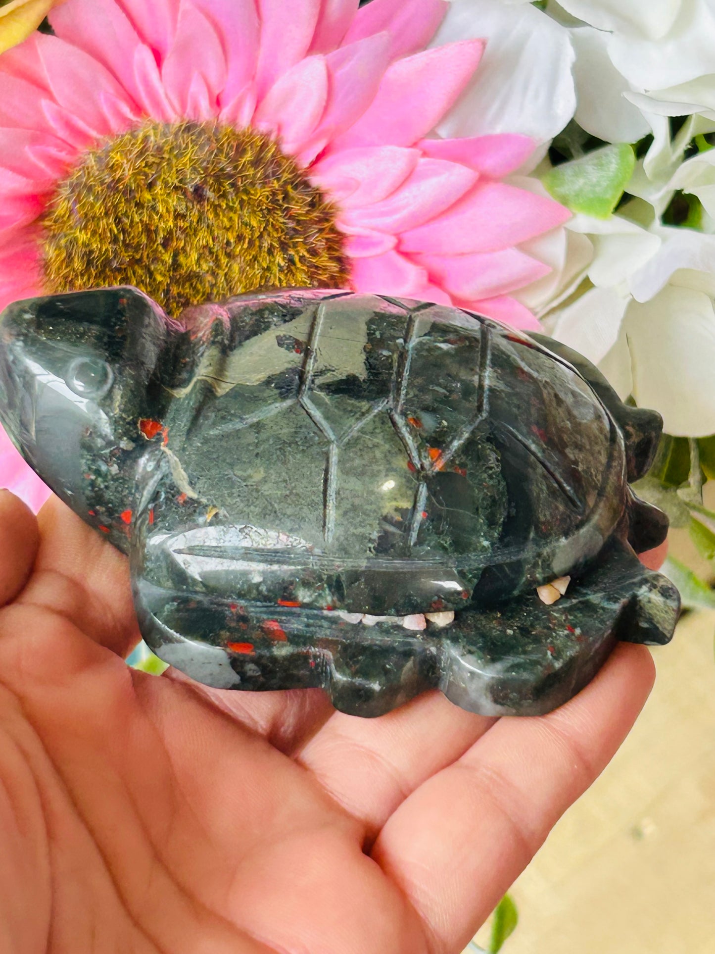 African bloodstone turtle