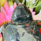 African bloodstone turtle