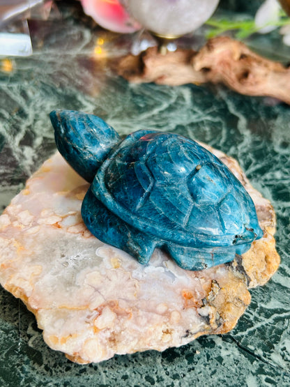Apatite turtle - small chip