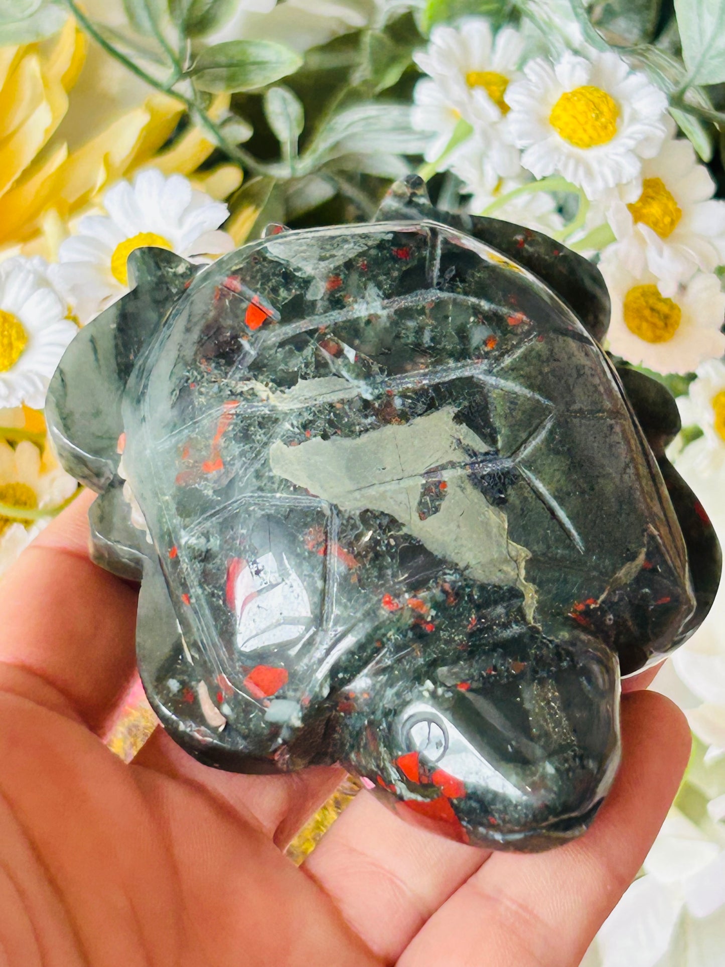 African bloodstone turtle