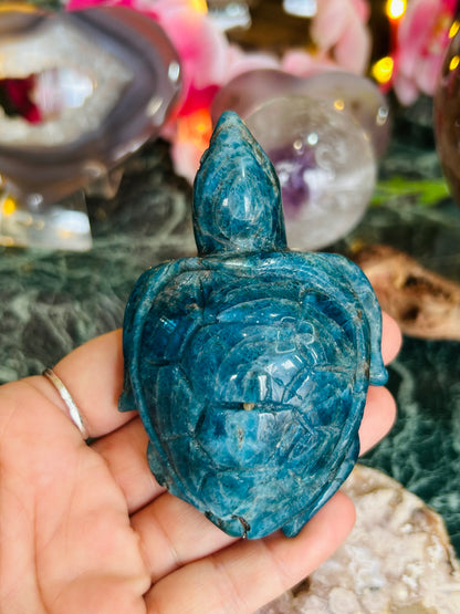 Apatite turtle - small chip