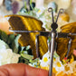 Tigers eye butterfly