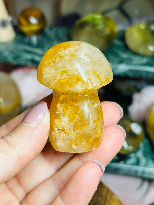 Golden healer mushroom