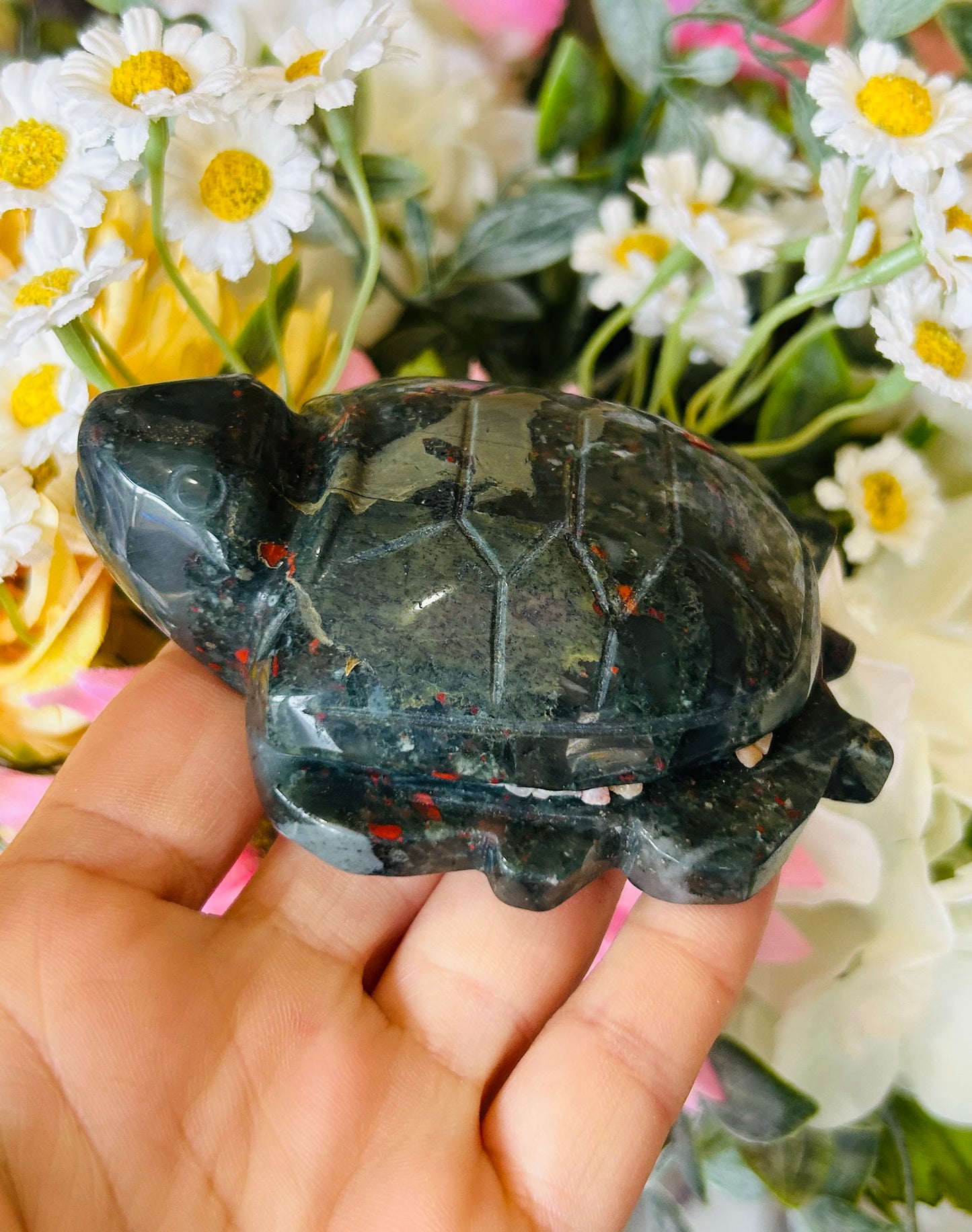 African bloodstone turtle