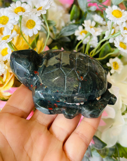 African bloodstone turtle