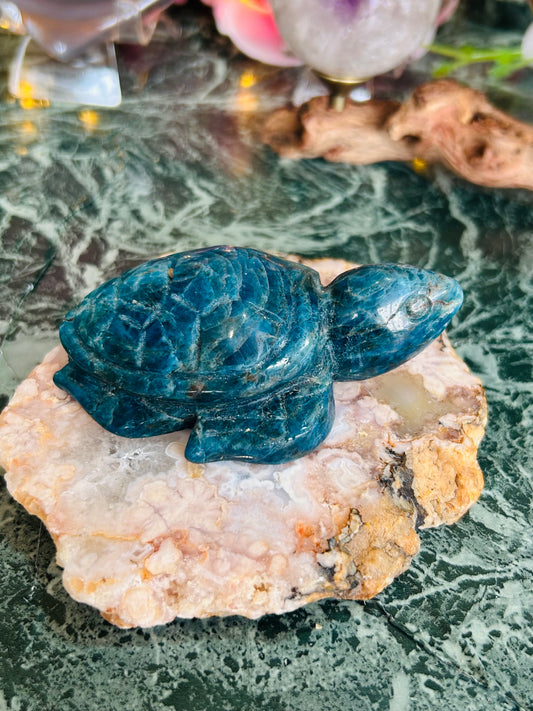 Apatite turtle - small chip