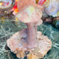 Cherry blossom mushrooms