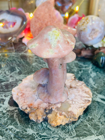 Cherry blossom mushrooms