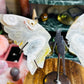 Pink amethyst wings
