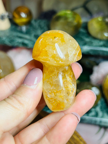 Golden healer mushroom