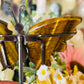 Tigers eye butterfly