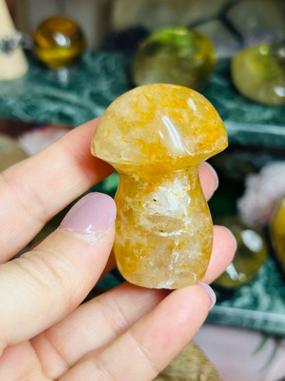 Golden healer mushroom
