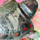 African bloodstone turtle