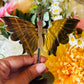 Tigers eye butterfly