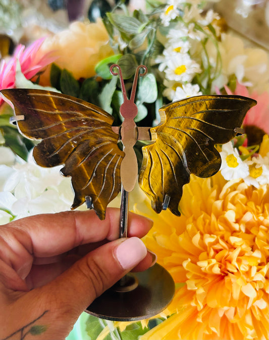 Tigers eye butterfly