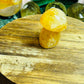 Golden healer mushroom
