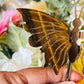 Tigers eye butterfly