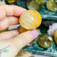 Golden healer mushroom