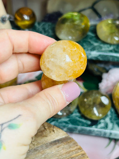 Golden healer mushroom