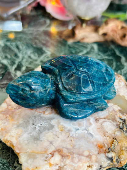 Apatite turtle - small chip