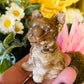 Chocolate calcite Frenchie