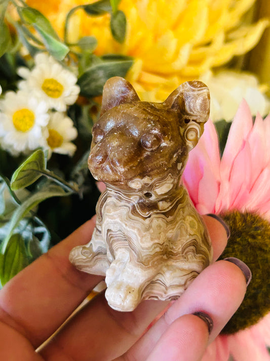 Chocolate calcite Frenchie