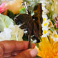 Tigers eye butterfly