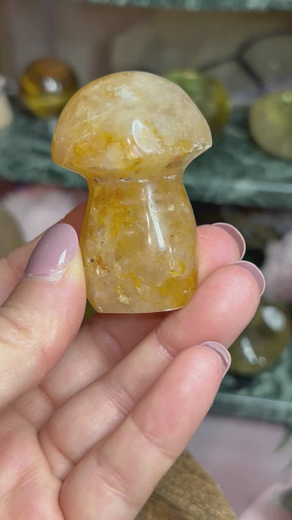Golden healer mushroom
