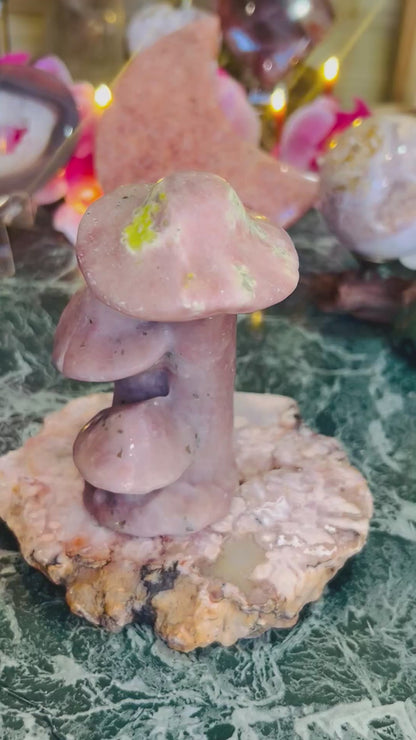 Cherry blossom mushrooms