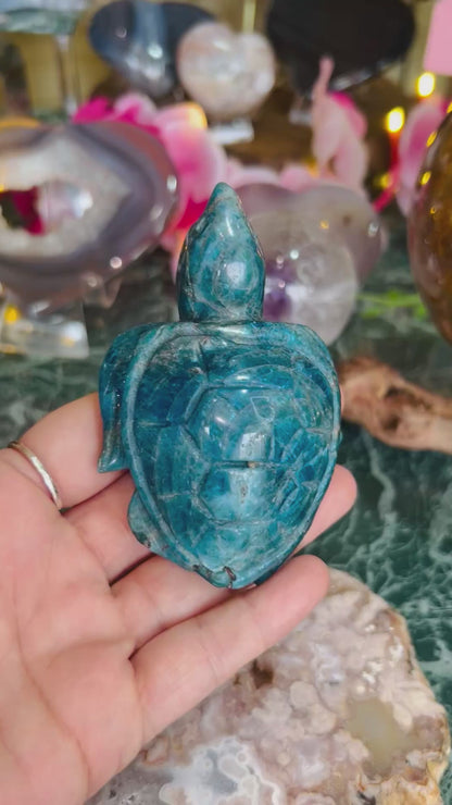 Apatite turtle - small chip