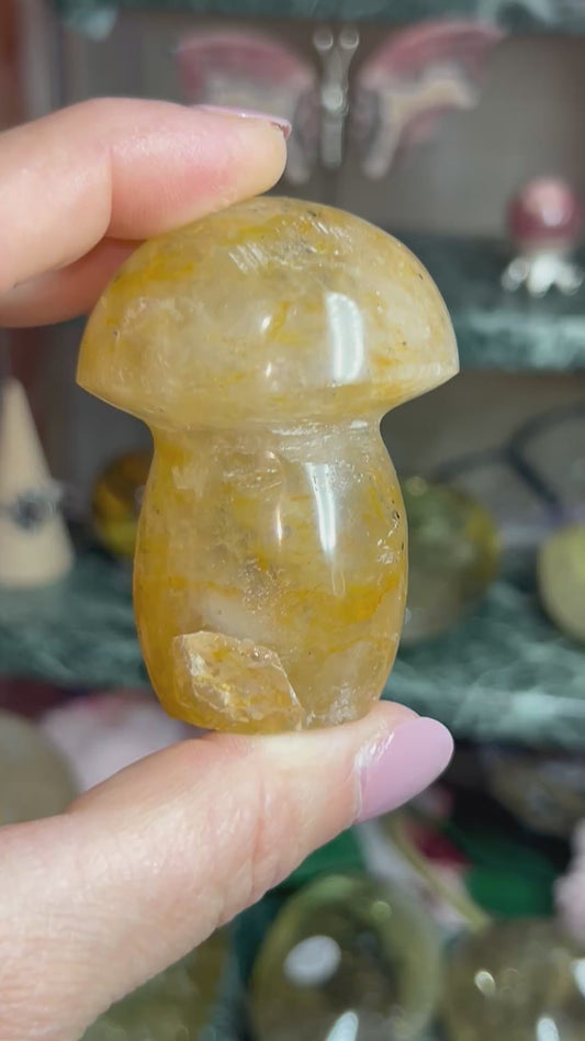 Golden healer mushroom